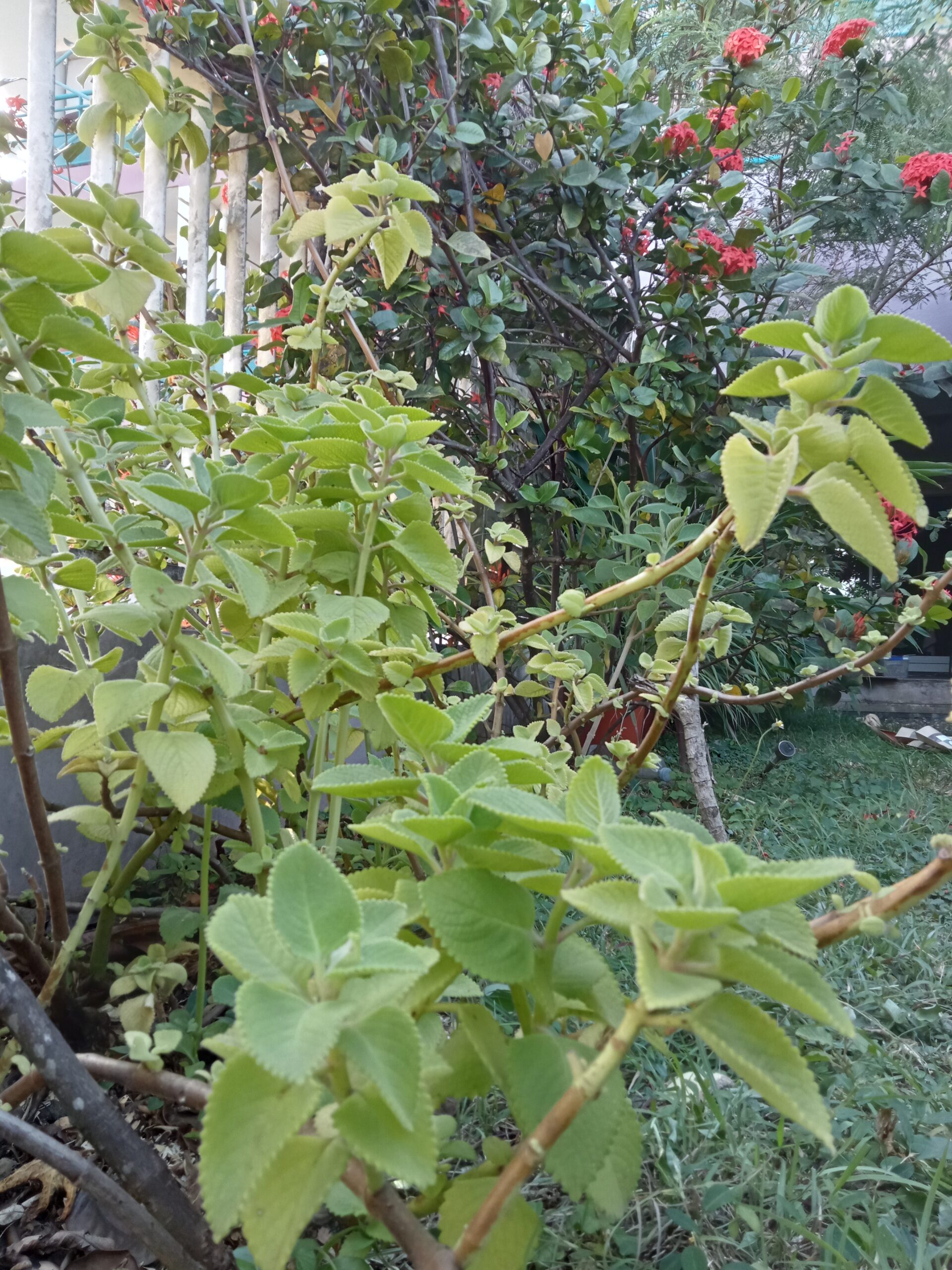 efferalgan plante médicinale traditionnelle – tisane bien être – 10 à 15 feuilles efferalgan plante médicinale traditionnelle – tisane bien être – 10 à 15 feuilles