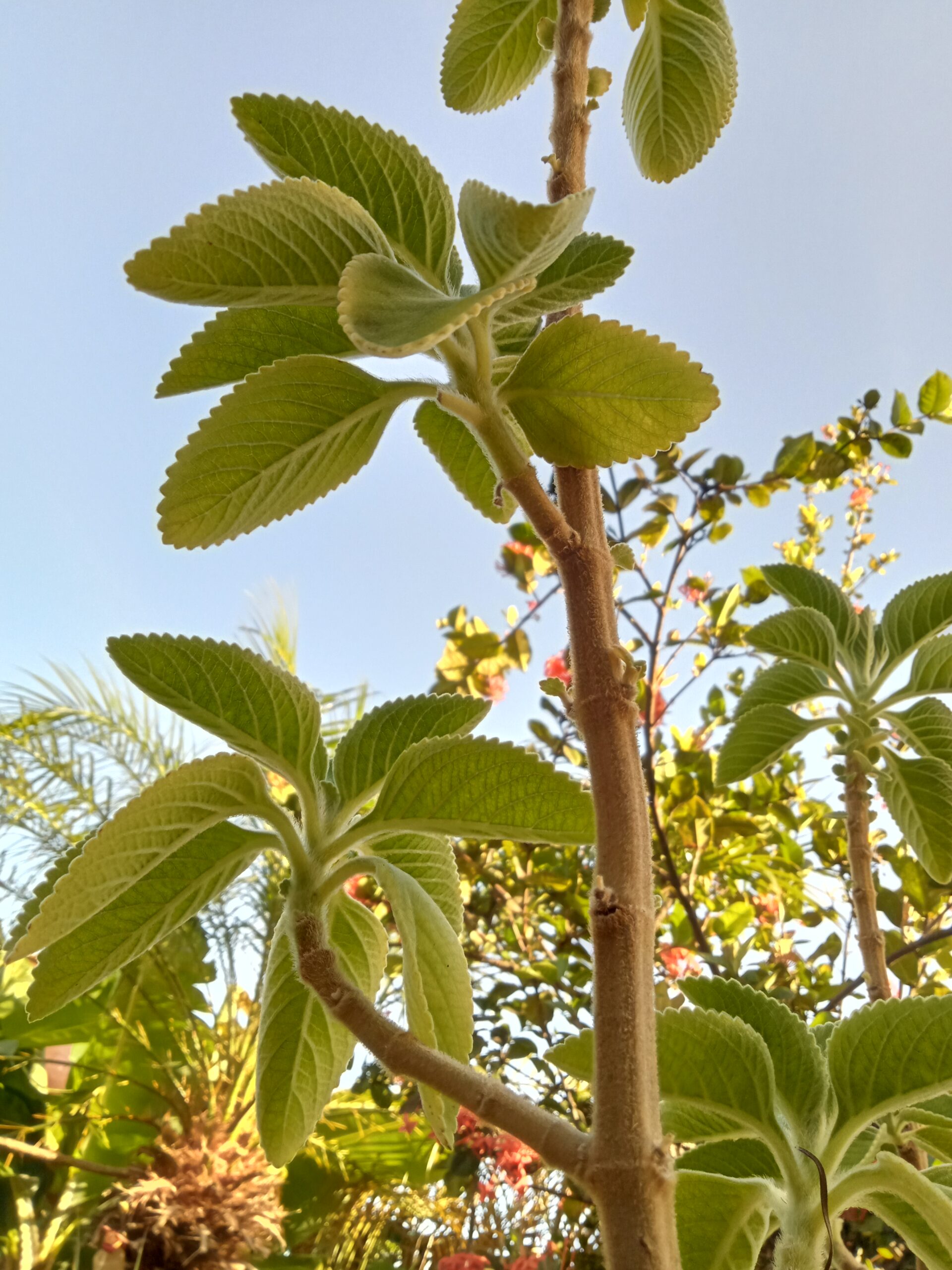 efferalgan plante médicinale traditionnelle – tisane bien être – 10 à 15 feuilles efferalgan plante médicinale traditionnelle – tisane bien être – 10 à 15 feuilles