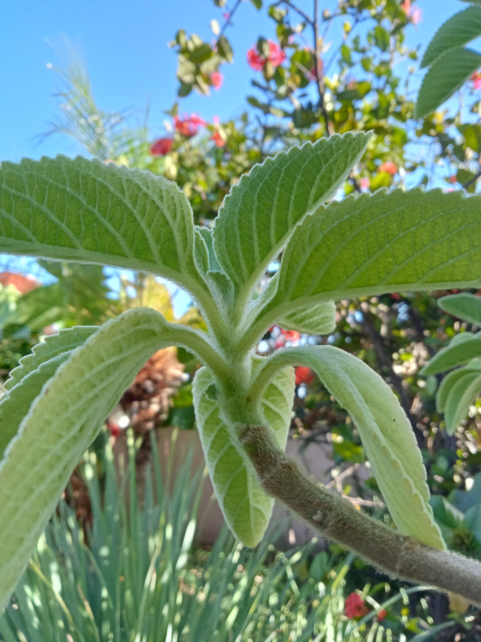 efferalgan plante médicinale traditionnelle – tisane bien être – 10 à 15 feuilles efferalgan plante médicinale traditionnelle – tisane bien être – 10 à 15 feuilles
